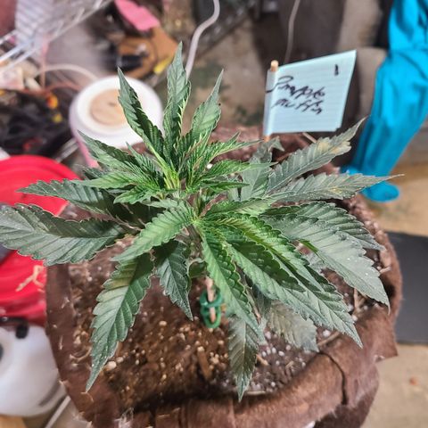 Pineapple muffin #1 growlog photo: Looks ok