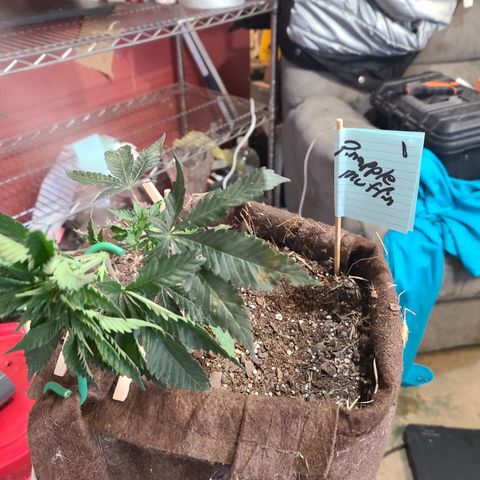 Pineapple muffin #1 growlog timeline photo