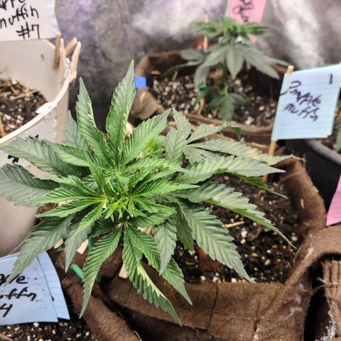 Pineapple muffin #1 growlog photo: 👍 LST