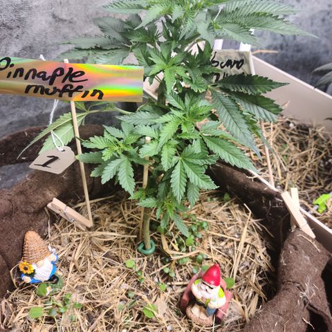 Pineapple muffin #1 growlog timeline photo