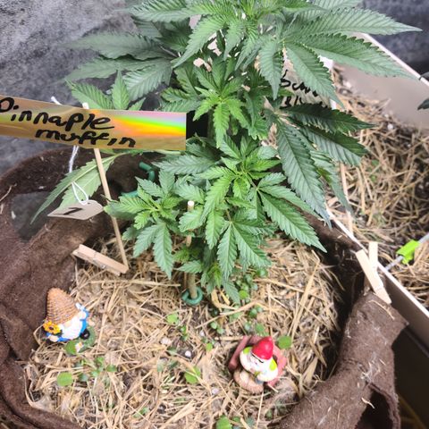 Pineapple muffin #1 growlog photo: Looks 👍 good