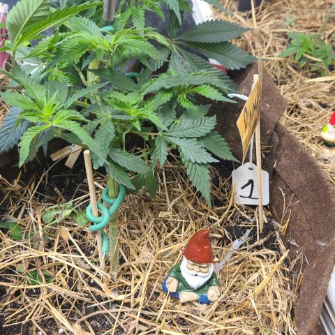 Pineapple muffin #1 growlog timeline photo