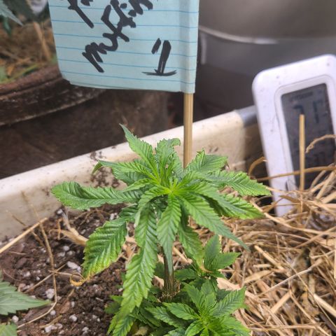 Pineapple muffin #1 growlog photo: Sad 😔 😔 😔 