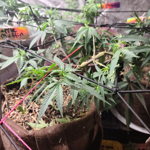 Pineapple muffin #1 growlog photo: Ready for flower
Last top dress 