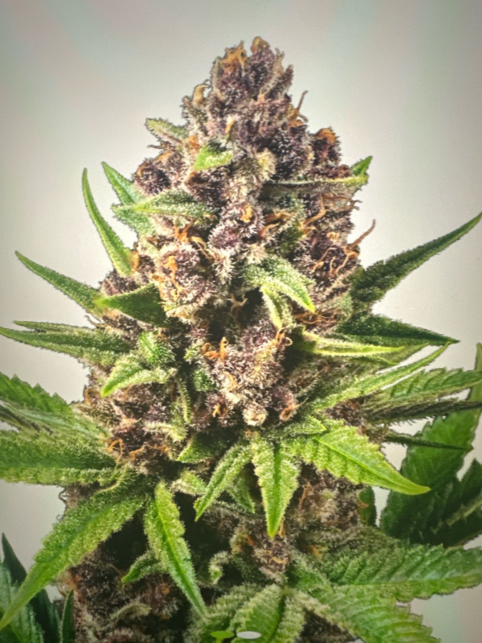 StrawZ # 1 growlog header