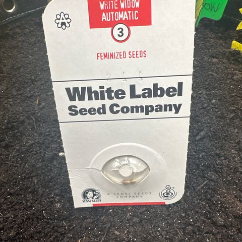White Widow # 1 growlog timeline photo