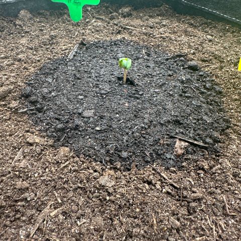 StrawZ # 2 growlog timeline photo