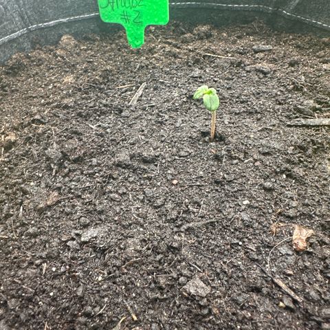 StrawZ # 2 growlog timeline photo