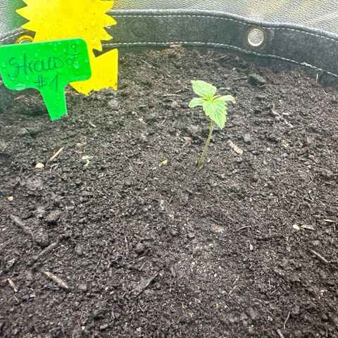 StrawZ # 1 growlog timeline photo