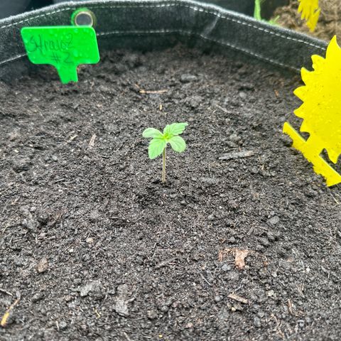 StrawZ # 2 growlog timeline photo