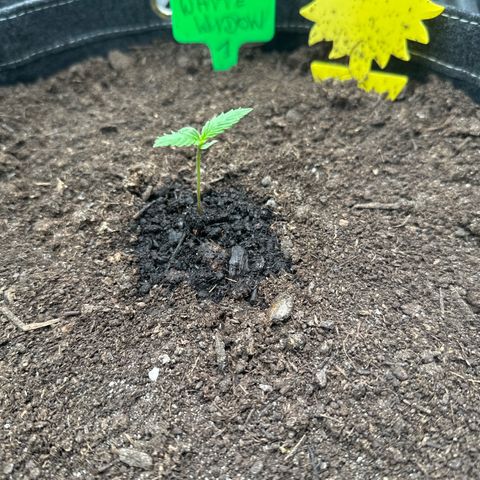 White Widow # 1 growlog timeline photo