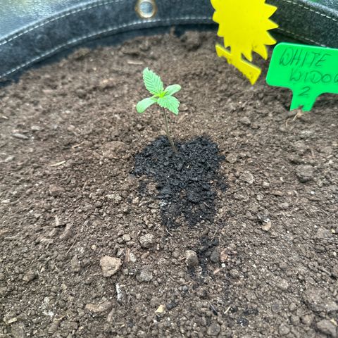 White Widow # 2 growlog timeline photo