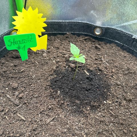 StrawZ # 1 growlog timeline photo