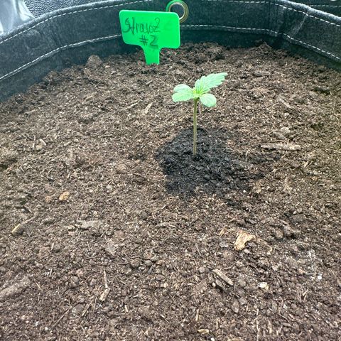 StrawZ # 2 growlog timeline photo