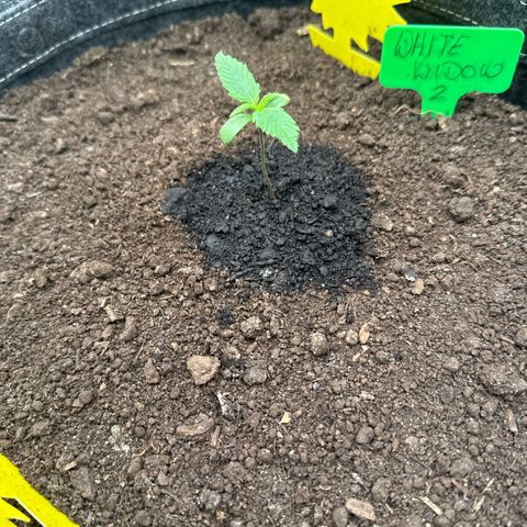 White Widow # 2 growlog timeline photo
