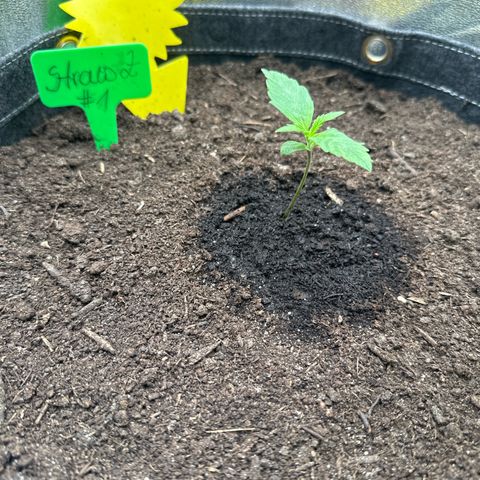 StrawZ # 1 growlog timeline photo