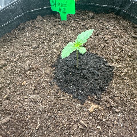 StrawZ # 2 growlog timeline photo