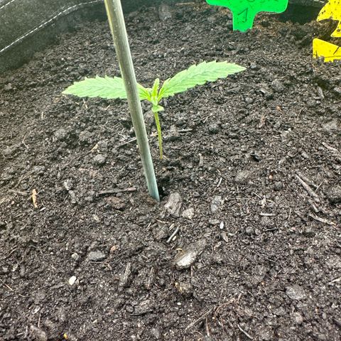 White Widow # 1 growlog timeline photo
