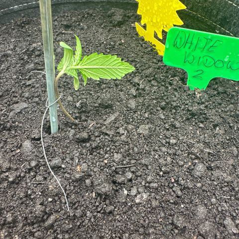 White Widow # 2 growlog timeline photo