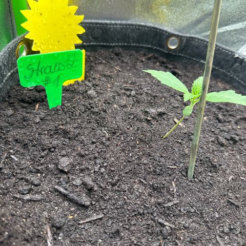 StrawZ # 1 growlog timeline photo