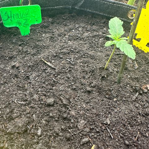 StrawZ # 2 growlog timeline photo