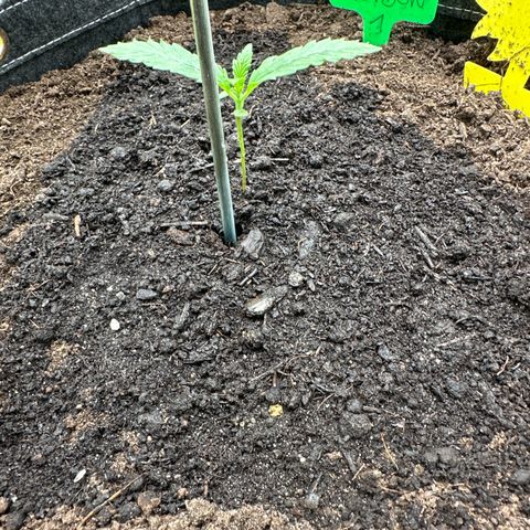 White Widow # 1 growlog timeline photo
