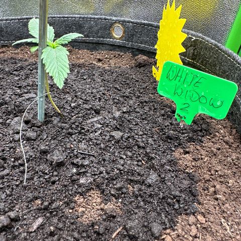 White Widow # 2 growlog timeline photo
