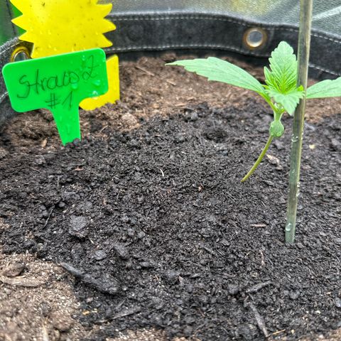 StrawZ # 1 growlog timeline photo