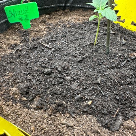 StrawZ # 2 growlog timeline photo
