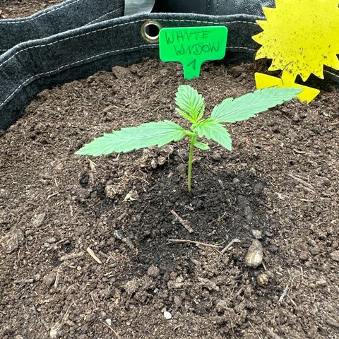 White Widow # 1 growlog timeline photo