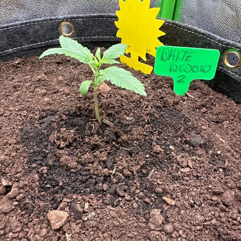 White Widow # 2 growlog timeline photo