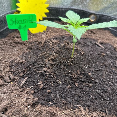 StrawZ # 1 growlog timeline photo