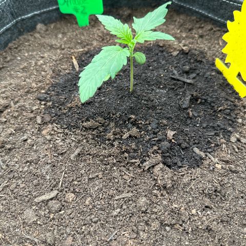 StrawZ # 2 growlog timeline photo