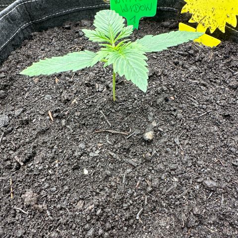 White Widow # 1 growlog timeline photo