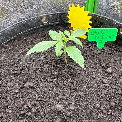 White Widow # 2 growlog timeline photo