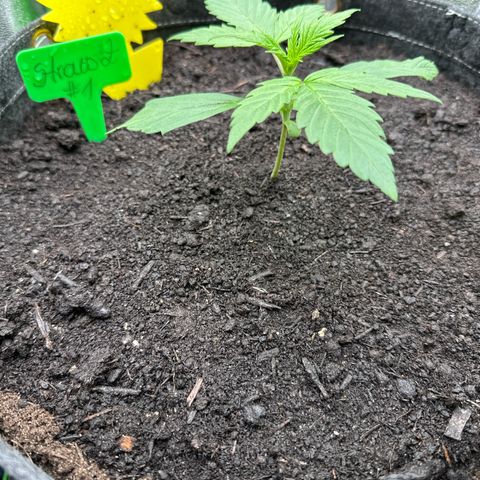 StrawZ # 1 growlog timeline photo
