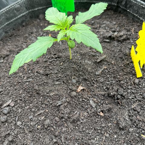 StrawZ # 2 growlog timeline photo