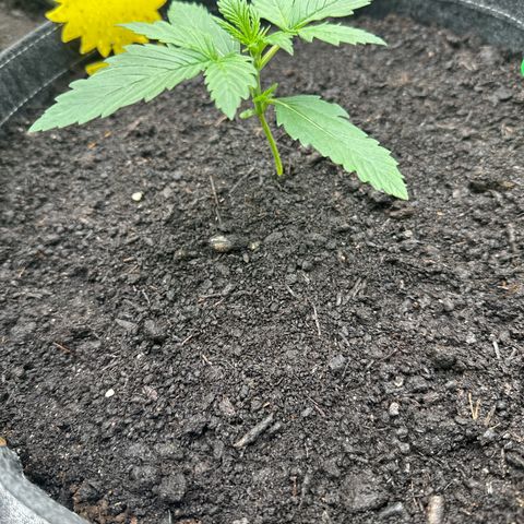 White Widow # 1 growlog timeline photo