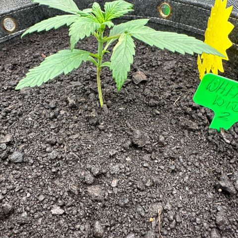 White Widow # 2 growlog timeline photo