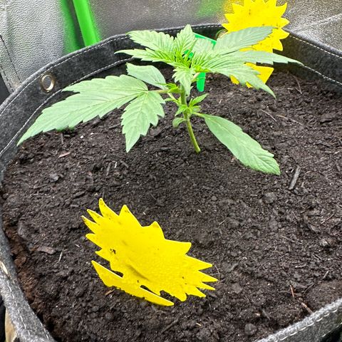 StrawZ # 1 growlog timeline photo