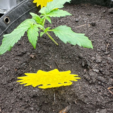 StrawZ # 2 growlog timeline photo