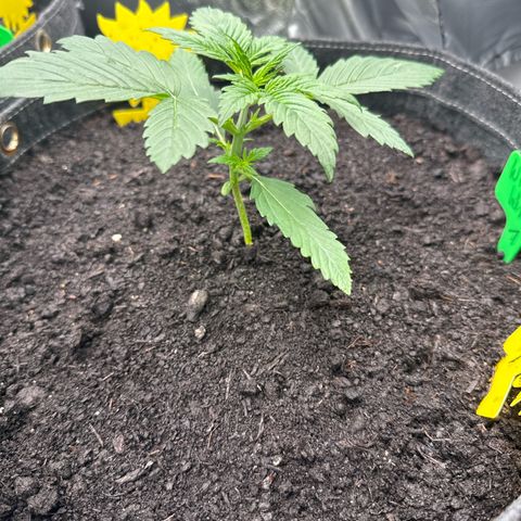 White Widow # 1 growlog timeline photo