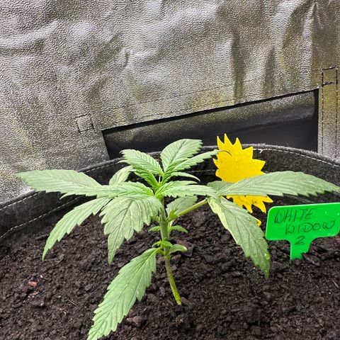 White Widow # 2 growlog timeline photo