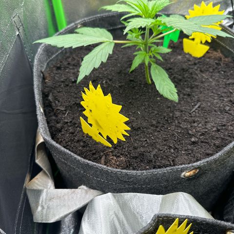 StrawZ # 1 growlog timeline photo