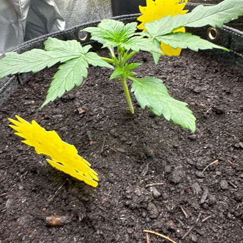 StrawZ # 2 growlog timeline photo