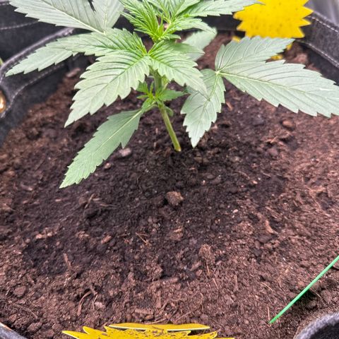 White Widow # 1 growlog timeline photo