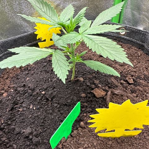 White Widow # 2 growlog timeline photo