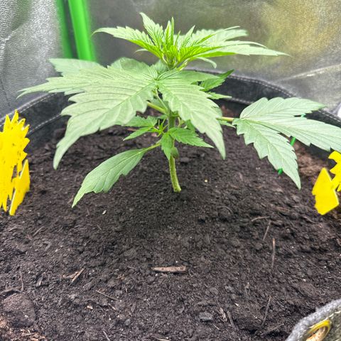 StrawZ # 1 growlog timeline photo