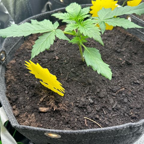 StrawZ # 2 growlog timeline photo