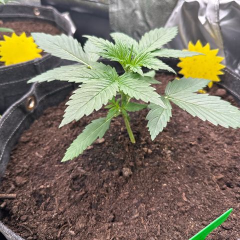 White Widow # 1 growlog timeline photo